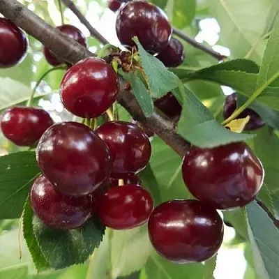 Дюк СЛАВЯНКА  Дюк СЛАВЯНКА в Пензе