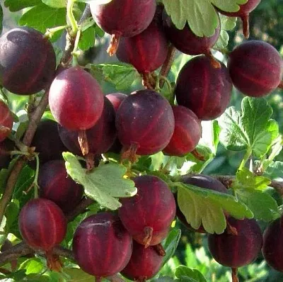 Крыжовник ХИННОМАКИ РОТ  Крыжовник ХИННОМАКИ РОТ в Пензе