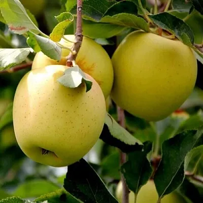 Яблоня ГОЛДЕН ВЛАДИМИРСКИЙ  Яблоня ГОЛДЕН ВЛАДИМИРСКИЙ в Пензе