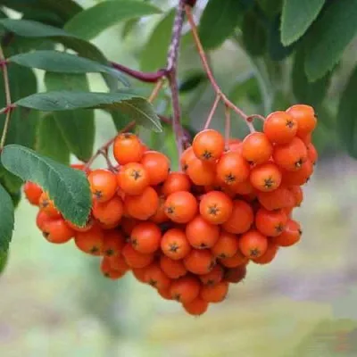 Рябина ВЕФЕД сладкоплодная  Рябина ВЕФЕД сладкоплодная в Пензе