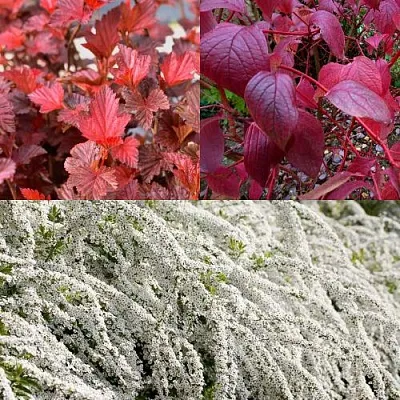 Комплект ЖИВАЯ ИЗГОРОДЬ в Пензе