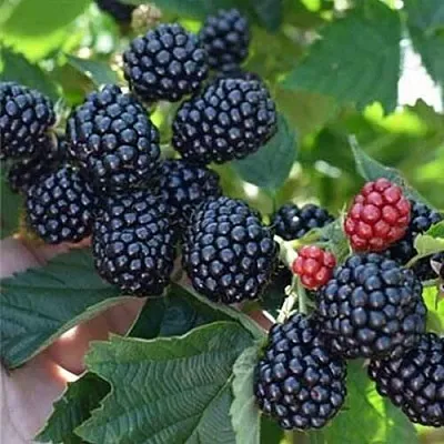 Ежевика ПОЛАР бесшипная  Ежевика ПОЛАР бесшипная в Пензе