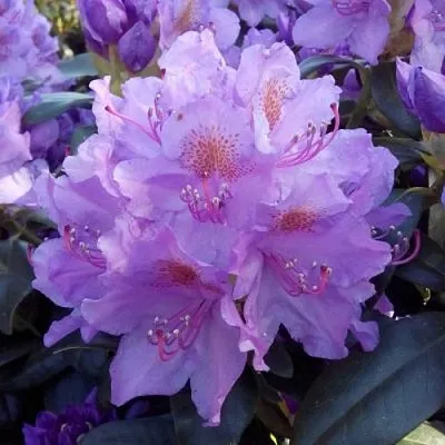 Рододендрон  Рододендрон в Пензе