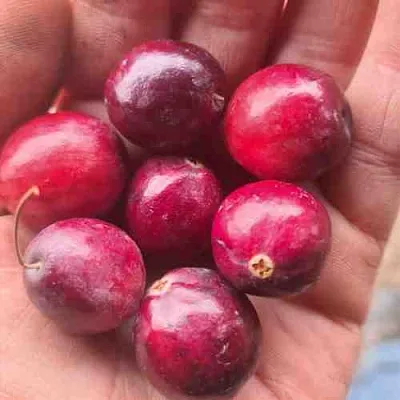 Клюква БАИН 6  Клюква БАИН 6 в Пензе