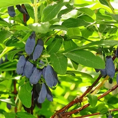 Жимолость съедобная ЛЕБЁДУШКА в Пензе