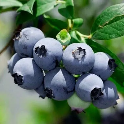 Голубика СИЕРРА  Голубика СИЕРРА в Пензе