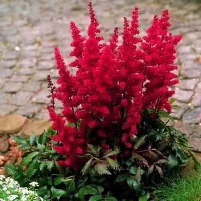 Астильба ГЛАТ Арендса — описание сорта Астильба ГЛАТ Арендса в Пензе