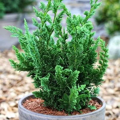 Кипарисовик ВИСЕЛЛИ лавсона в Пензе