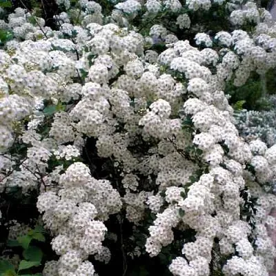 Спирея ВАНГУТТА  Спирея ВАНГУТТА в Пензе