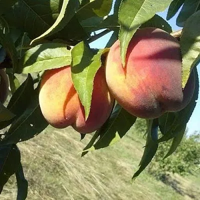 Персик СОФГАФЕН  Персик СОФГАФЕН в Пензе