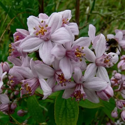 Дейция МОУНТ РОУЗ  Дейция МОУНТ РОУЗ в Пензе