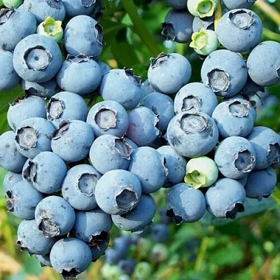 Голубика ПУРУ  Голубика ПУРУ в Пензе