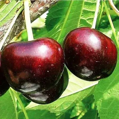 Черешня САММИТ в Пензе