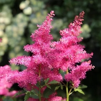 Астильба САННИ ДЕЙ гибридная в Пензе