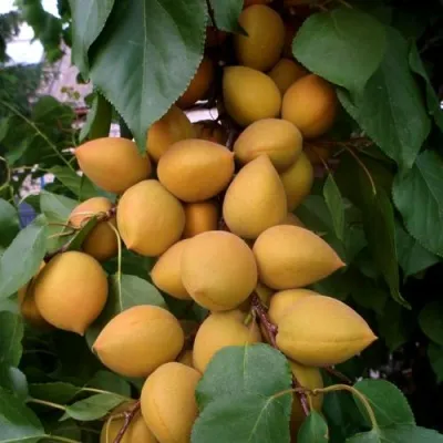 Абрикос МАНИТОБА — описание сорта Абрикос МАНИТОБА в Пензе