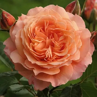 Саженцы роз БЕЛЬВЕДЕР шраб  Саженцы роз БЕЛЬВЕДЕР шраб в Пензе