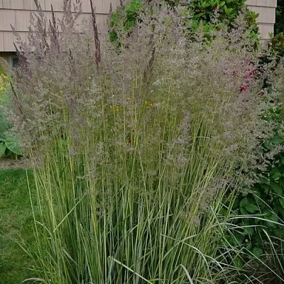 Вейник АВАЛАНШ остроцветковый в Пензе