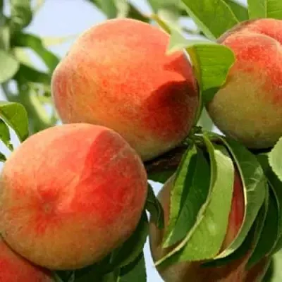 Персик ВАРДЕНИ  Персик ВАРДЕНИ в Пензе