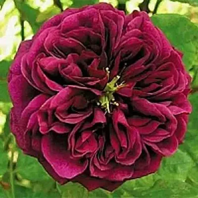 Саженцы роз ЗЕ ПРИНЦ английская  Саженцы роз ЗЕ ПРИНЦ английская в Пензе