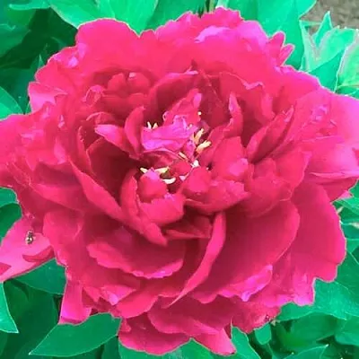 Пион ОСТРОВНОЙ МИНИСТР древовидный  Пион ОСТРОВНОЙ МИНИСТР древовидный в Пензе