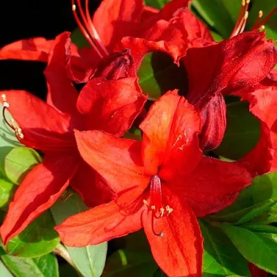 Азалия НАБУКО листопадная  Азалия НАБУКО листопадная в Пензе