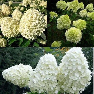 Комплект НЕЖНЫЙ КАПУЧИНО в Пензе