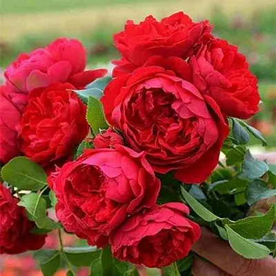 Саженцы роз ФЛОРЕНТИНА плетистая  Саженцы роз ФЛОРЕНТИНА плетистая в Пензе