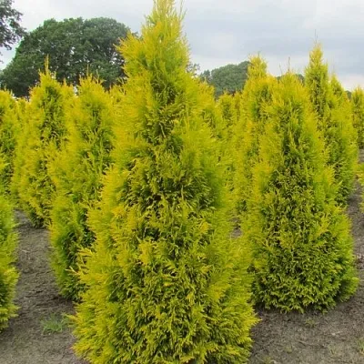 Туя САНКИСТ западная  Туя САНКИСТ западная в Пензе