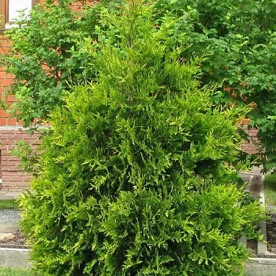 Туя АНЯ (АНИЕ) западная  Туя АНЯ (АНИЕ) западная в Пензе