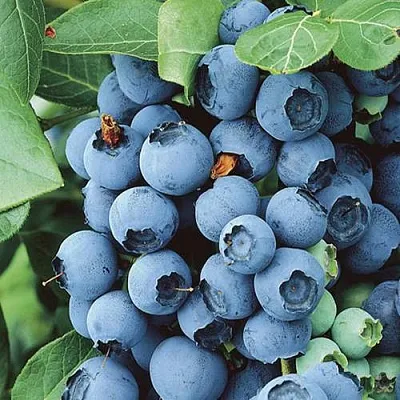 Голубика КОВИЛЛ  Голубика КОВИЛЛ в Пензе