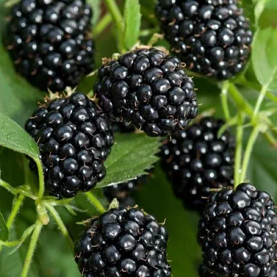 Ежевика АГАВАМ  Ежевика АГАВАМ в Пензе