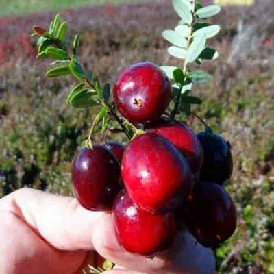 Клюква СТАНКОВИЧ  Клюква СТАНКОВИЧ в Пензе