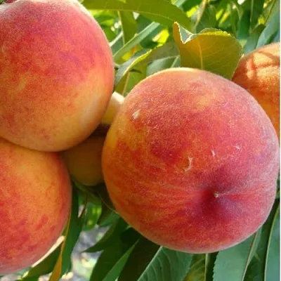 Персик ДИВНЫЙ  Персик ДИВНЫЙ в Пензе