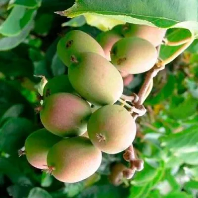 Актинидия ГИБРИДНАЯ КОЛБАСИНОЙ — описание сорта Актинидия ГИБРИДНАЯ КОЛБАСИНОЙ в Пензе