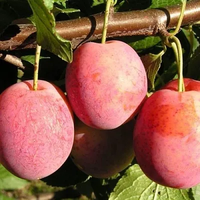 Слива ВИКТОРИЯ  Слива ВИКТОРИЯ в Пензе