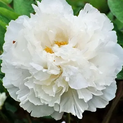 Пион БЕЛЫЙ СНЕГ древовидный в Пензе