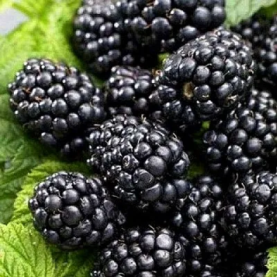 Ежевика БЖЕЗИНА бесшипная  Ежевика БЖЕЗИНА бесшипная в Пензе