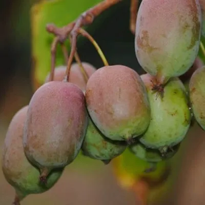 Актинидия ГИБРИДНАЯ КОЛБАСИНОЙ — описание сорта Актинидия ГИБРИДНАЯ КОЛБАСИНОЙ в Пензе
