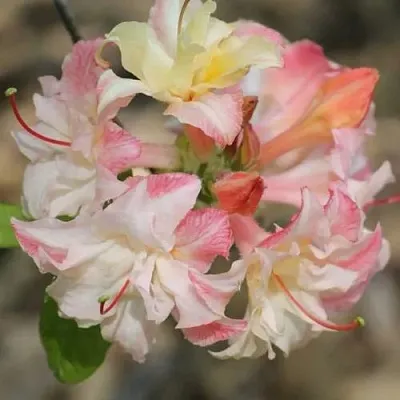 Азалия КЭННОНС ДАБЛ листопадная  Азалия КЭННОНС ДАБЛ листопадная в Пензе