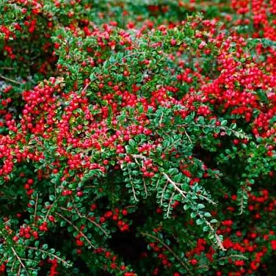 Кизильник горизонтальный  Кизильник горизонтальный в Пензе