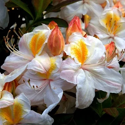 Азалия СИЛЬВЕР СЛИППЕР листопадная  Азалия СИЛЬВЕР СЛИППЕР листопадная в Пензе