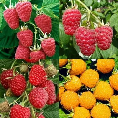 Комплект МАЛИНОВОЕ АССОРТИ в Пензе