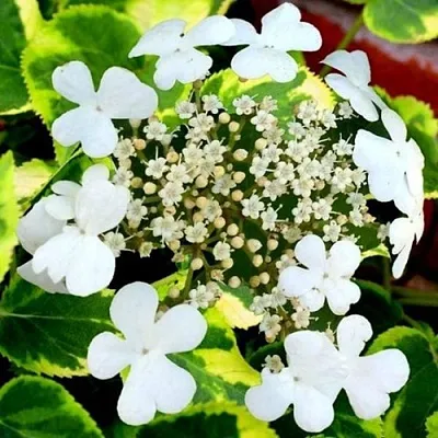 Гортензия МИРАНДА черешковая в Пензе