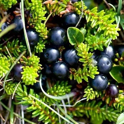 Водяника  Водяника в Пензе