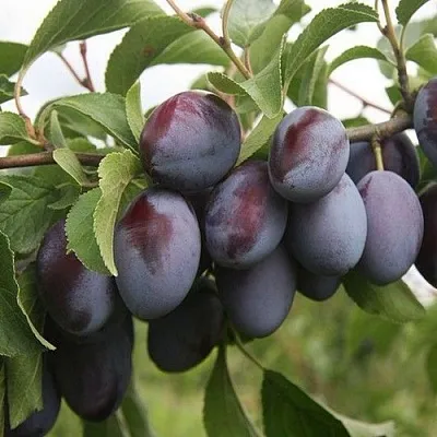 Слива РЕНКЛОД  Слива РЕНКЛОД в Пензе