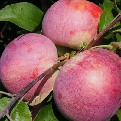 Яблоня БЕЛОРУССКОЕ МАЛИНОВОЕ  Яблоня БЕЛОРУССКОЕ МАЛИНОВОЕ в Пензе