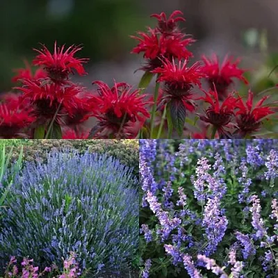 Комплект АРОМАТНЫЙ ЧАЙ в Пензе