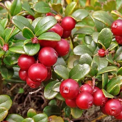 Брусника садовая АМЕРЛАНД в Пензе