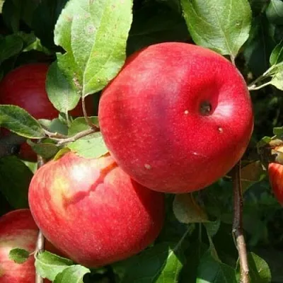 Яблоня ВАЛЕРИЯ в Пензе