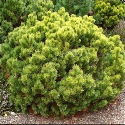 Ель ДАНС ДВАРФ обыкновення  Ель ДАНС ДВАРФ обыкновення в Пензе